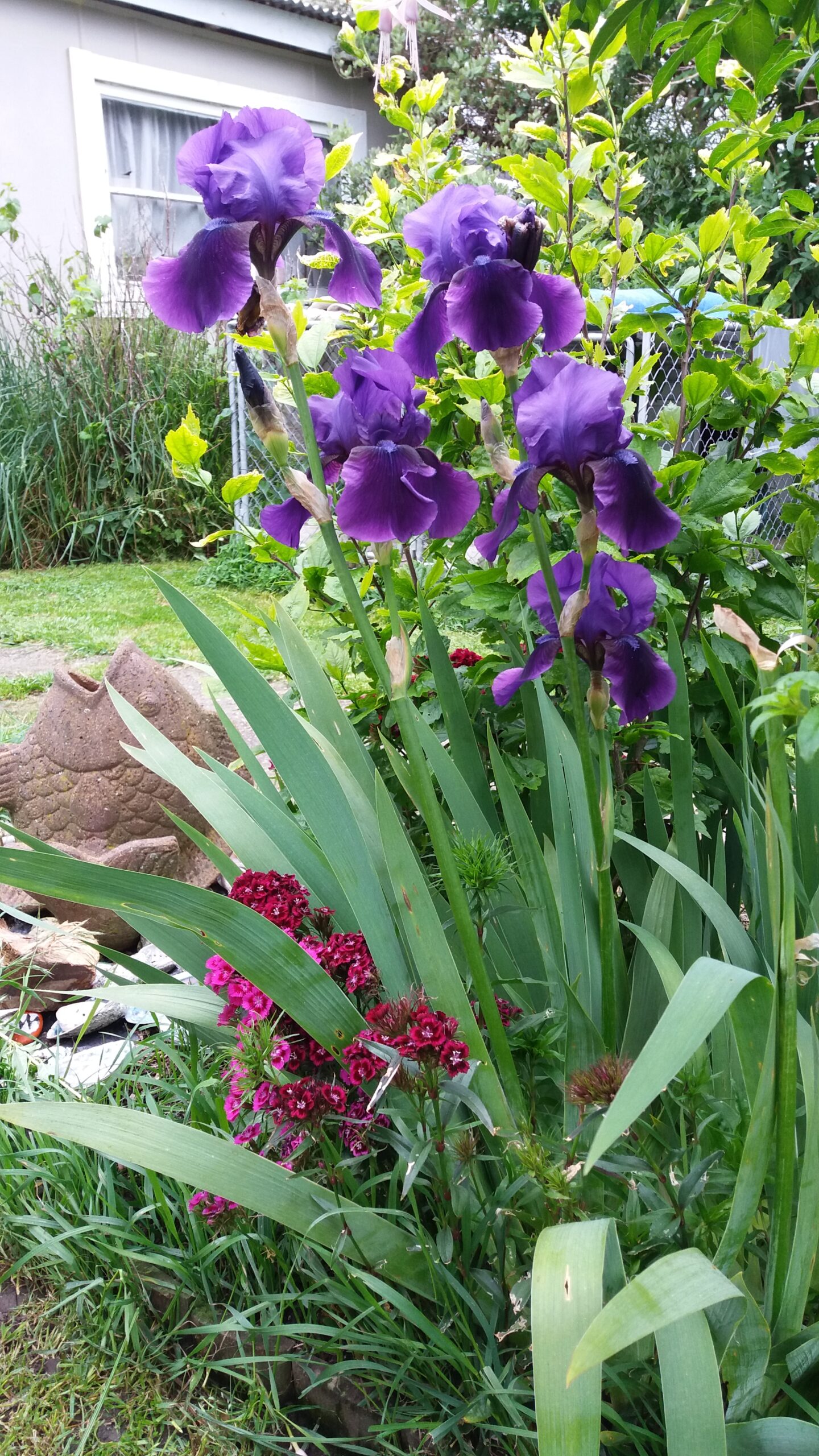 Purple iris in front of a stone fish sculpture
