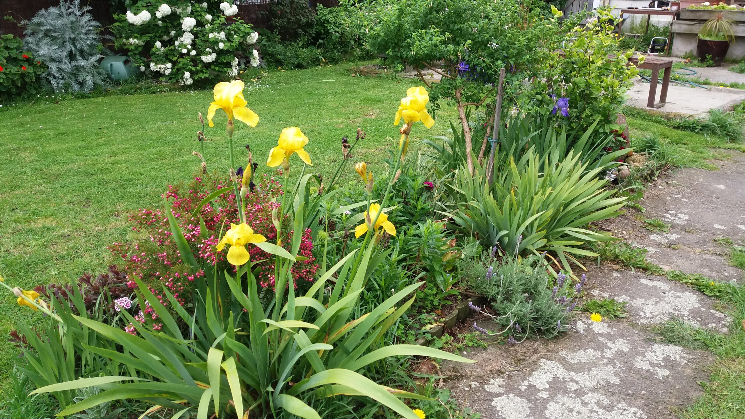 Yellow iris flowers in a garden