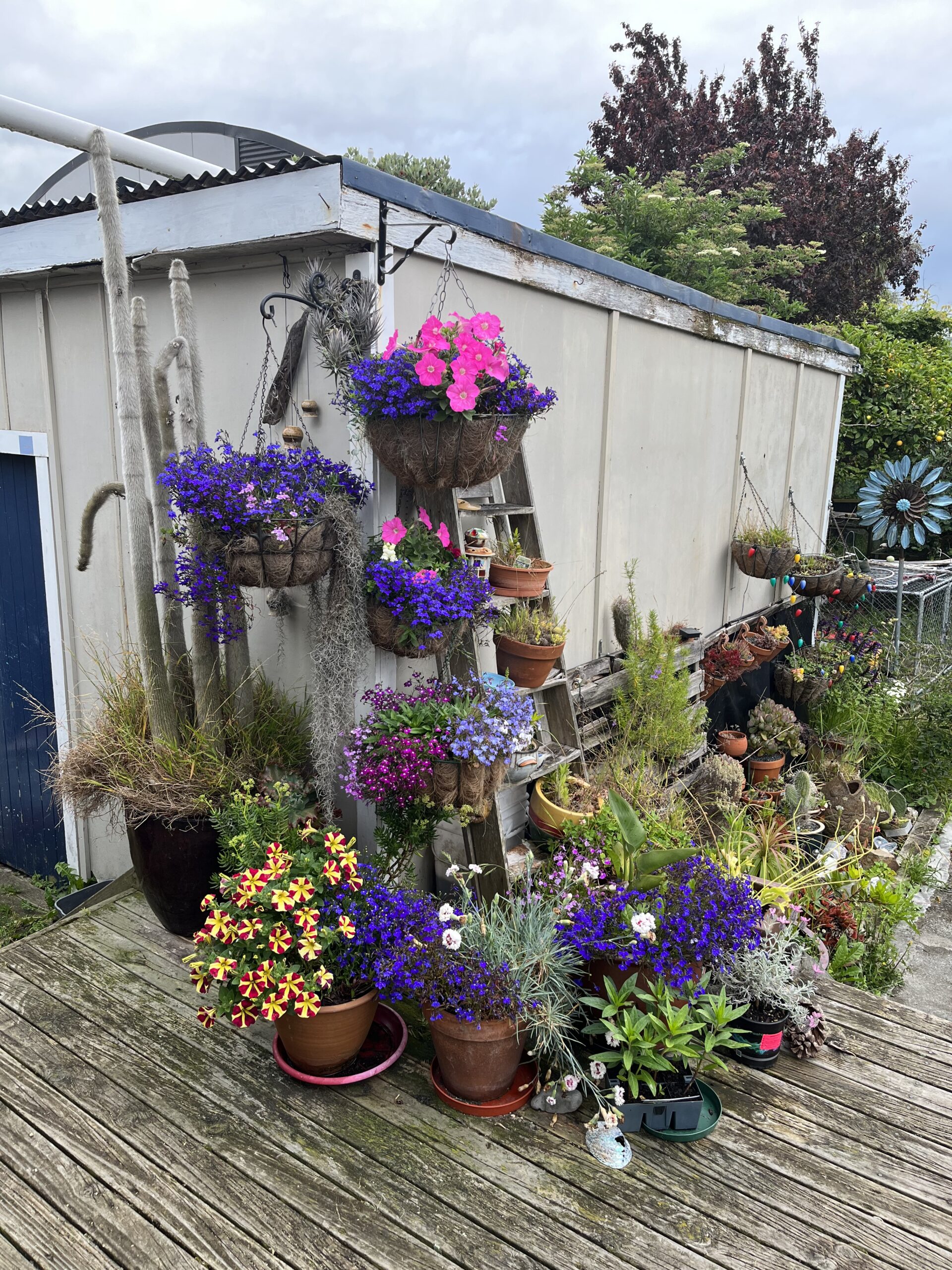 Colourful flowers in hanging baskets and pots, with an old tatty shed in the background
